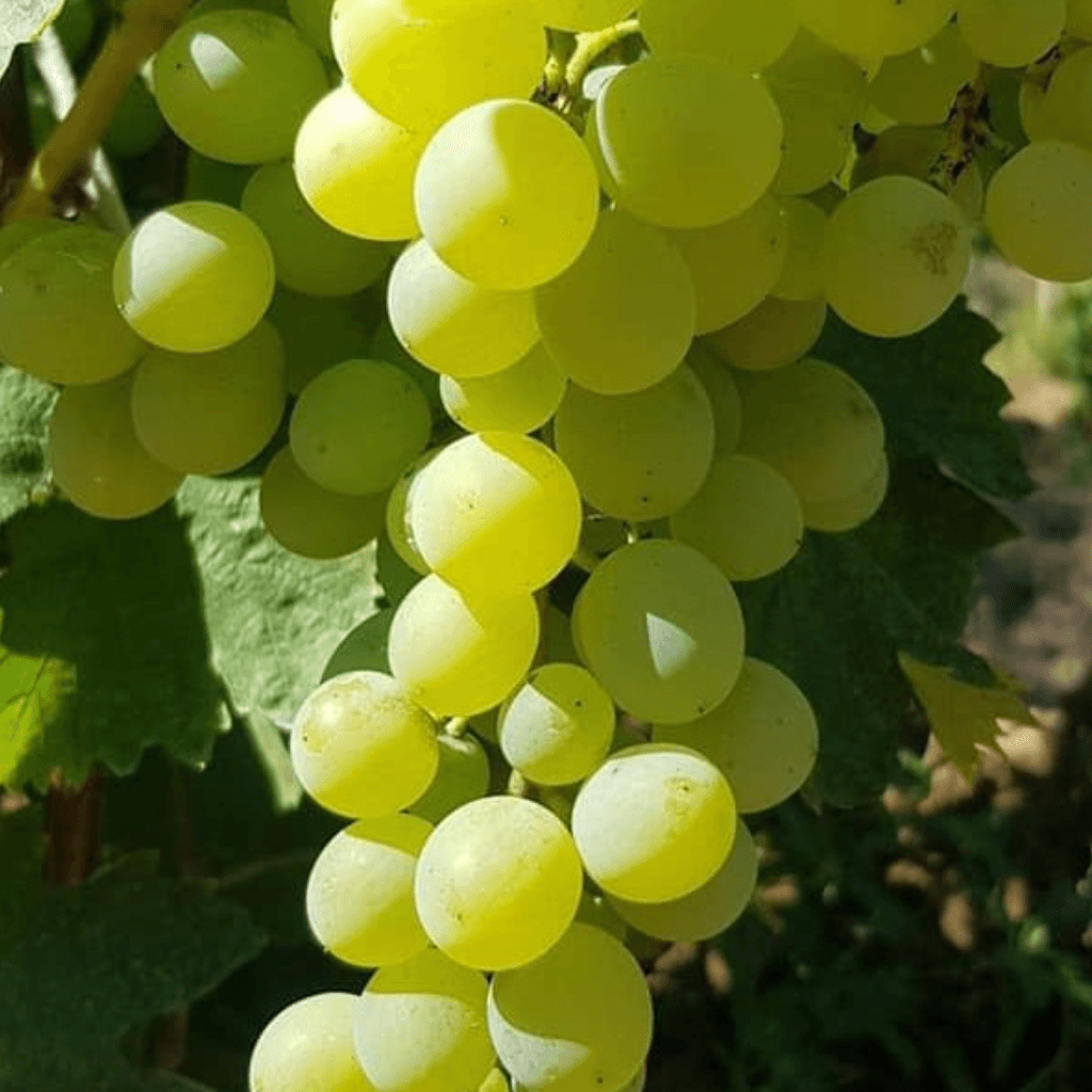 Variété Belyi Suruchenskyi