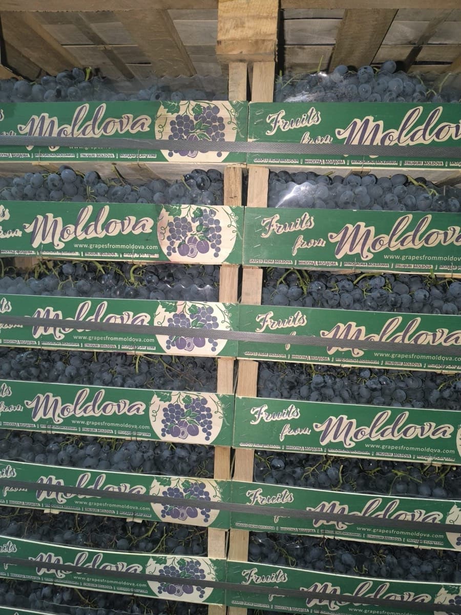 Crates of grapes in processing